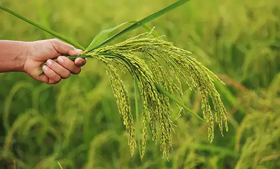 Maximize Rice Grain Weight and Quality with Amino Acid Fertilizer